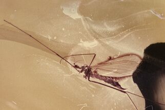 Fossil Crane Fly (Limoniidae) In Baltic Amber #352829