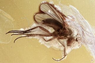 Detailed Fossil Long-Legged Fly (Dolichopodidae) in Baltic Amber #352836