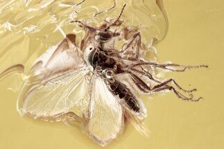 Fossil Biting Midge (Ceratopogonidae) in Baltic Amber #352849