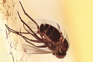 Detailed Fossil Long-Legged Fly (Dolichopodidae) in Baltic Amber #352861