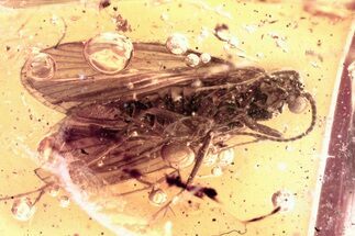 Detailed Fossil Caddisfly (Trichoptera) In Baltic Amber #352915