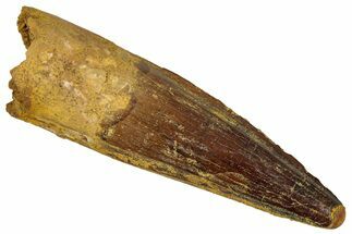 Fossil Spinosaurus Tooth - Real Dinosaur Tooth #352983