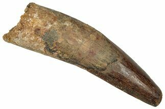 Fossil Spinosaurus Tooth - Real Dinosaur Tooth #352993