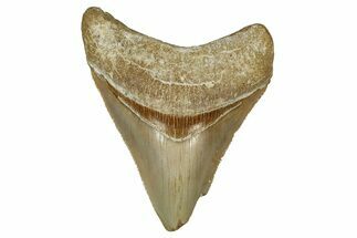 Serrated, Fossil Megalodon Tooth From Morocco - Rare Location #353012