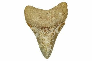 Serrated, Fossil Megalodon Tooth From Morocco - Rare Location #353016