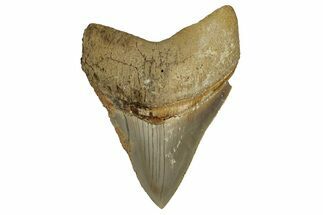 Serrated, Fossil Megalodon Tooth From Morocco - Rare Location #353019