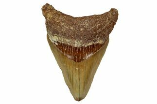 Serrated, Fossil Megalodon Tooth From Morocco - Rare Location #353025