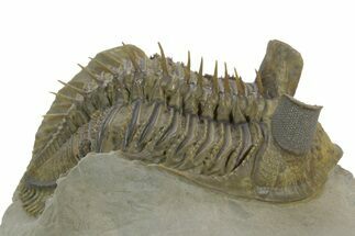 Spiny, Tower Eyed Erbenochile Trilobite - Morocco #353078