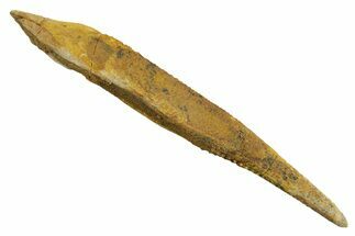 Fossil Shark (Asteracanthus) Dorsal Spine - Kem Kem Beds #353087