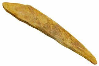 Fossil Shark (Asteracanthus) Dorsal Spine - Kem Kem Beds #353089