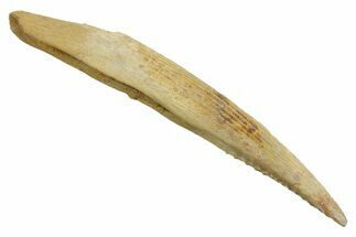 Fossil Shark (Hybodus) Dorsal Spine - Kem Kem Beds, Morocco #353097