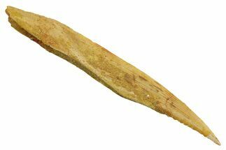 Fossil Shark (Hybodus) Dorsal Spine - Kem Kem Beds, Morocco #353139