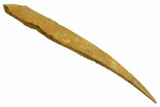 Fossil Shark (Hybodus) Dorsal Spine - Kem Kem Beds, Morocco #353148