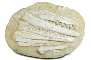 Premium Specimens For Sale