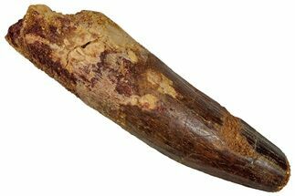 Fossil Spinosaurus Tooth - Real Dinosaur Tooth #353059