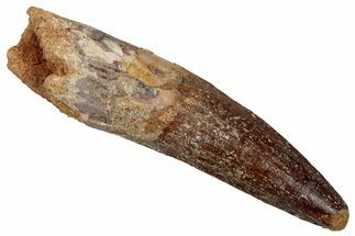 Fossil Spinosaurus Tooth - Real Dinosaur Tooth #353066