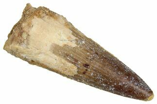Fossil Spinosaurus Tooth - Real Dinosaur Tooth #353071
