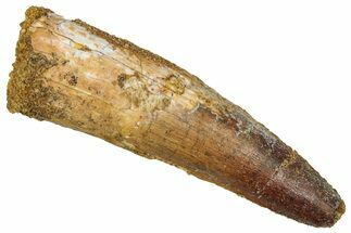 Fossil Spinosaurus Tooth - Real Dinosaur Tooth #353075