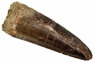 Fossil Spinosaurus Tooth - Real Dinosaur Tooth #353083