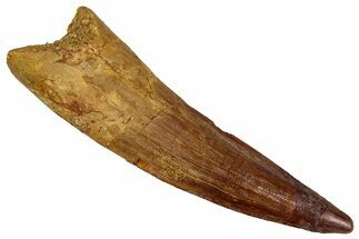 Fossil Spinosaurus Tooth - Real Dinosaur Tooth #353086