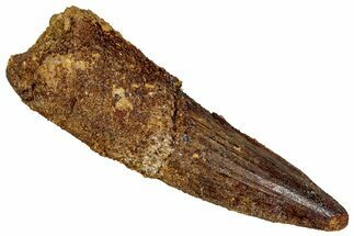 Fossil Spinosaurus Tooth - Real Dinosaur Tooth #353090