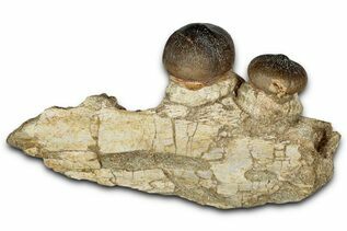 Premium Specimens For Sale