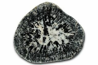 Buy Orbicular Granite