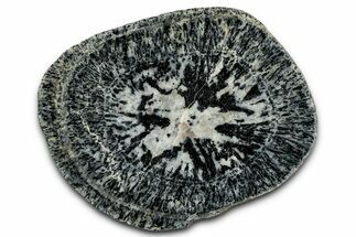 Polished Orbicular Granite Section - Western Australia #353166