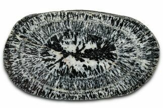 Polished Orbicular Granite Section - Western Australia #353169