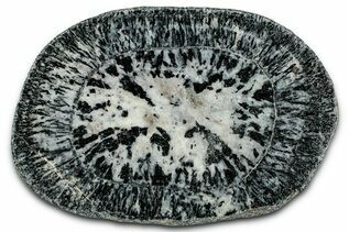Buy Orbicular Granite