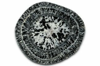 Polished Orbicular Granite Section - Western Australia #353175