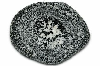 Polished Orbicular Granite Section - Western Australia #353178
