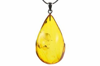 Polished Baltic Amber Pendant (Necklace) - Contains Beetle! #352967