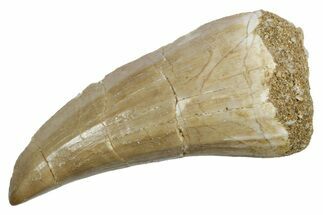 Fossil Mosasaur (Hainosaurus) Tooth - Morocco #353216