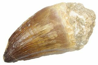 Huge Fossil Mosasaur (Thalassotitan) Tooth - Morocco #353220