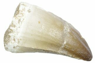 Fossil Mosasaur (Thalassotitan) Tooth - Morocco #353232