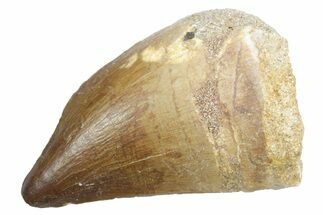 Fossil Mosasaur (Thalassotitan) Tooth - Morocco #353234