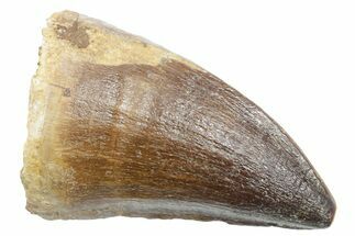 Fossil Mosasaur (Thalassotitan) Tooth - Morocco #353238