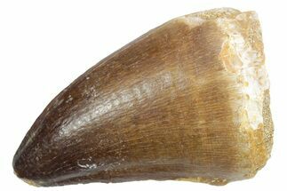 Fossil Mosasaur (Thalassotitan) Tooth - Morocco #353241