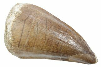 Fossil Mosasaur (Thalassotitan) Tooth - Morocco #353243