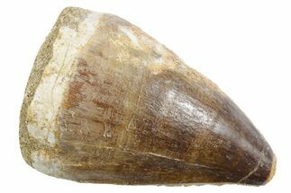 Fossil Mosasaur (Thalassotitan) Tooth - Morocco #353253