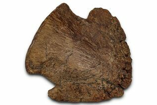 Premium Specimens For Sale