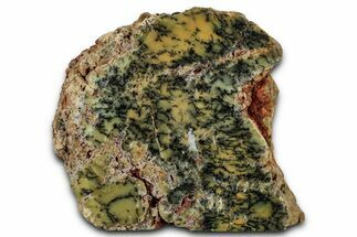 Polished Dendritic Opal Section - Western Australia #353277