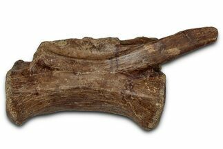 Ornithomimid Dinosaur (Struthiomimus?) Vertebra - Montana #353287