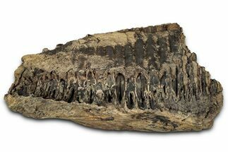 Hadrosaur (Edmontosaurus) Jaw Section with Teeth - Montana #353327