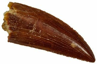 Serrated Raptor Tooth - Real Dinosaur Tooth #353348