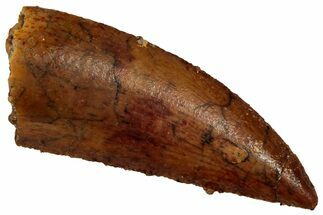 Serrated Raptor Tooth - Real Dinosaur Tooth #353349