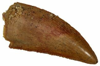 Serrated Raptor Tooth - Real Dinosaur Tooth #353351