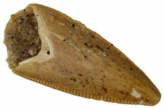 Serrated, Raptor Premaxillary Tooth - Real Dinosaur Tooth #353360