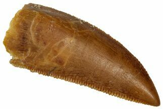 Serrated Raptor Tooth - Real Dinosaur Tooth #353374